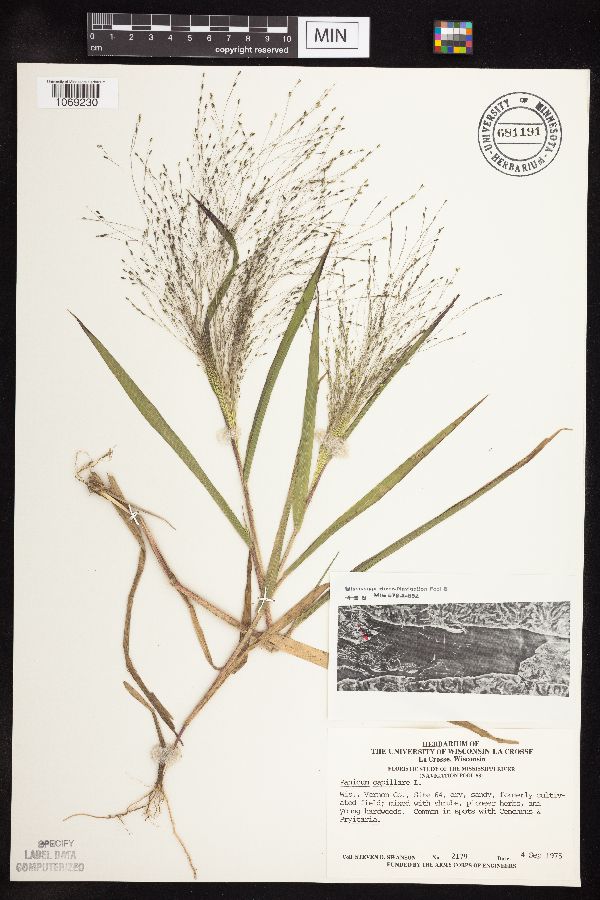 Panicum capillare image
