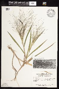 Panicum capillare image