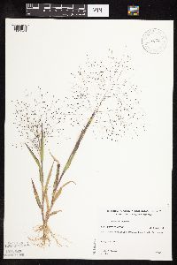 Panicum capillare image