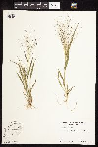 Panicum capillare image