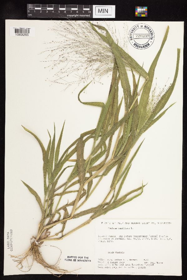 Panicum capillare image