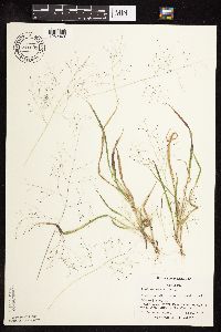 Panicum capillare image