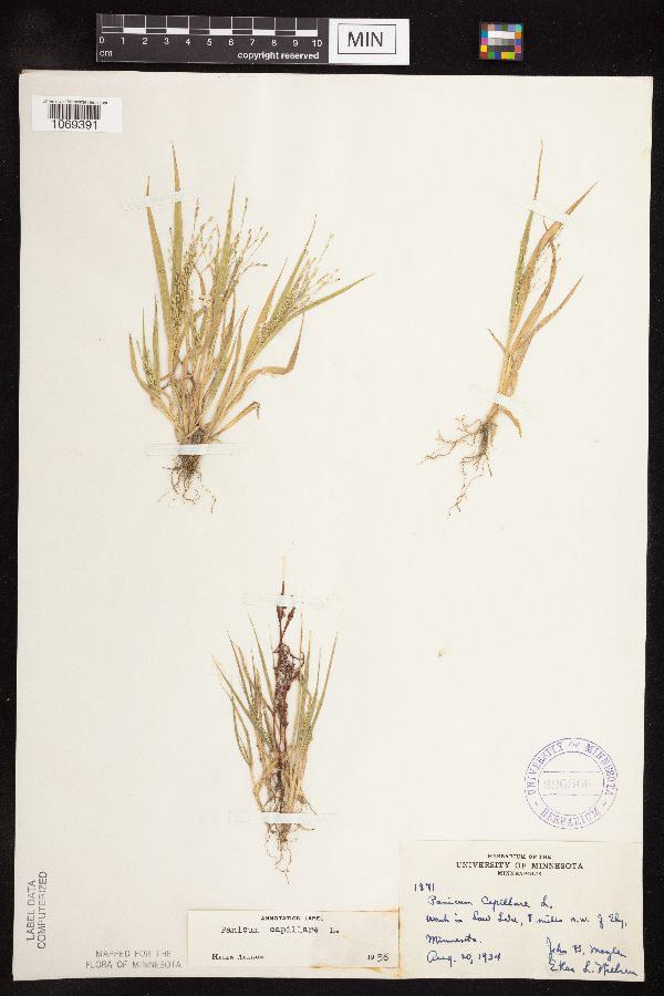 Panicum image