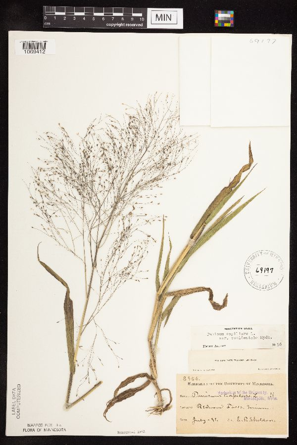 Panicum image