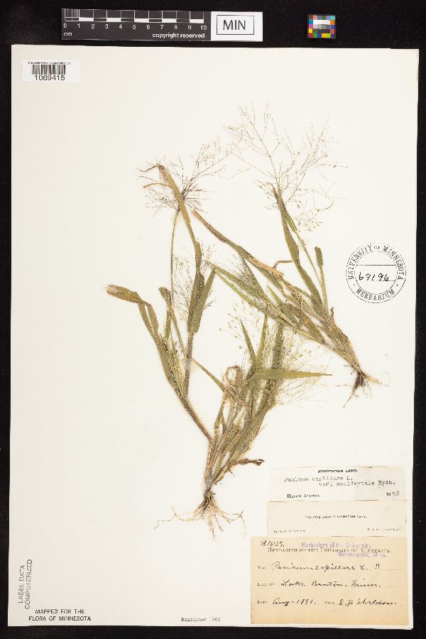 Panicum capillare image