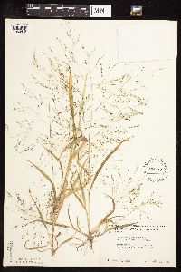 Panicum capillare image