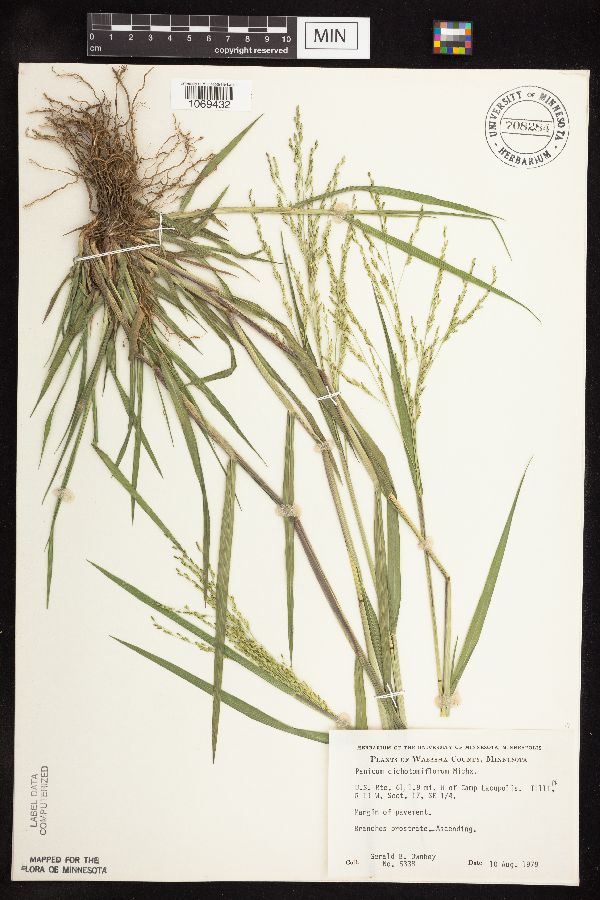 Panicum dichotomiflorum image