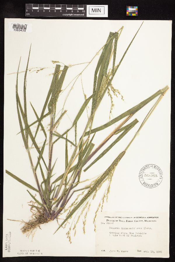 Panicum dichotomiflorum image