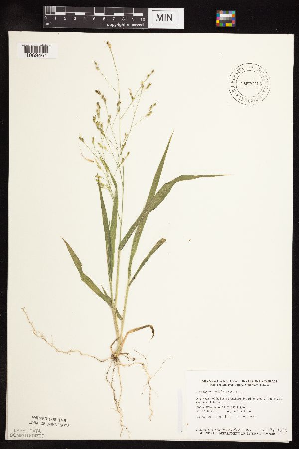 Panicum miliaceum image