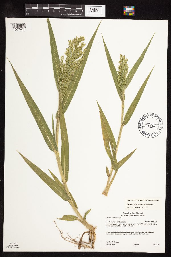 Panicum miliaceum subsp. miliaceum image