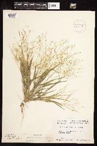 Image of Panicum philadelphicum