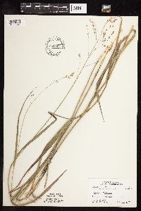 Panicum virgatum image