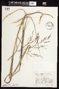 Panicum virgatum image