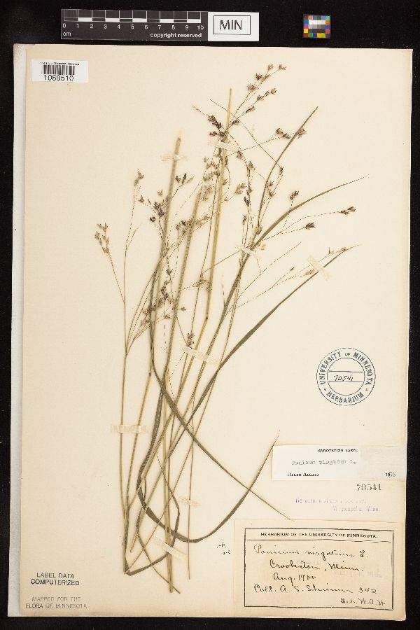 Panicum virgatum image