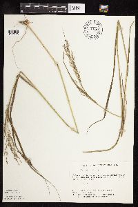 Panicum virgatum image