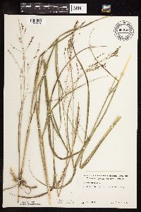 Panicum virgatum image