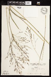 Panicum virgatum image