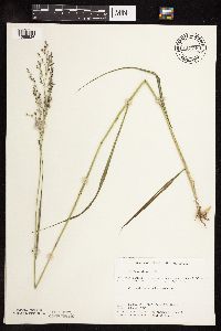 Panicum virgatum image