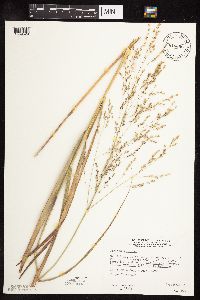 Panicum virgatum image