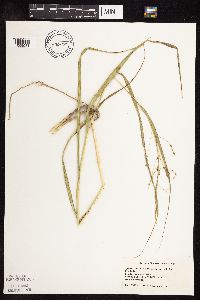 Panicum virgatum image