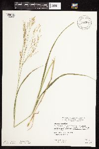 Panicum virgatum image