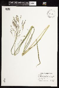 Panicum virgatum image