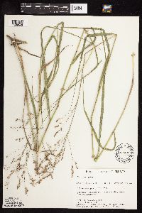 Panicum virgatum image