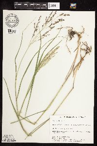 Panicum virgatum image