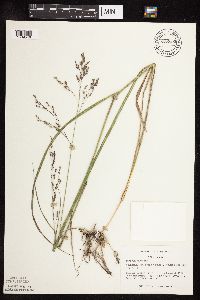 Panicum virgatum image