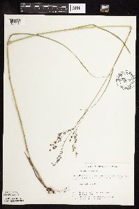 Panicum virgatum image