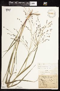 Panicum virgatum image