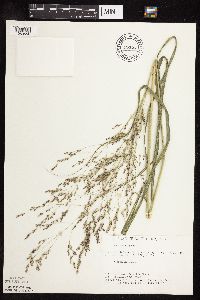 Panicum virgatum image