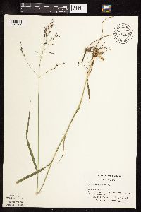 Panicum virgatum image