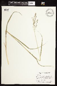 Panicum virgatum image