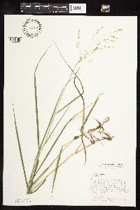 Panicum virgatum image