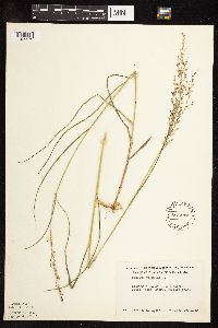 Panicum virgatum image