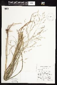 Panicum virgatum image