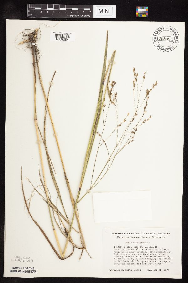 Panicum virgatum image