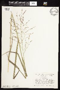 Panicum virgatum image