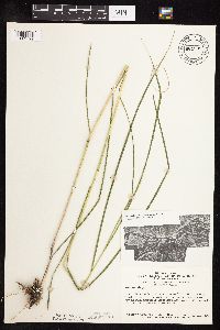 Panicum virgatum image