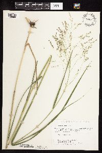 Panicum virgatum image