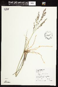 Panicum virgatum image