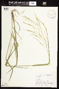 Panicum virgatum image