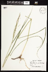 Panicum virgatum image