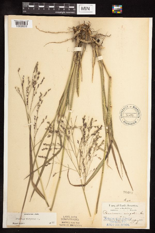 Panicum virgatum image