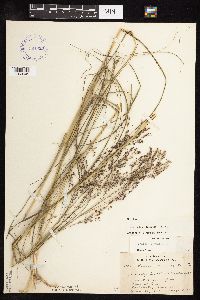 Panicum virgatum image