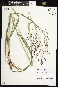 Panicum virgatum image