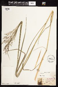 Panicum virgatum image