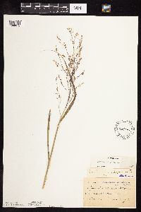 Panicum virgatum image