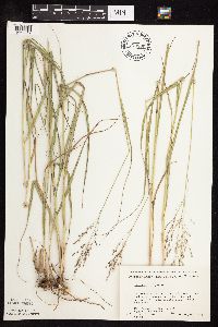 Panicum virgatum image